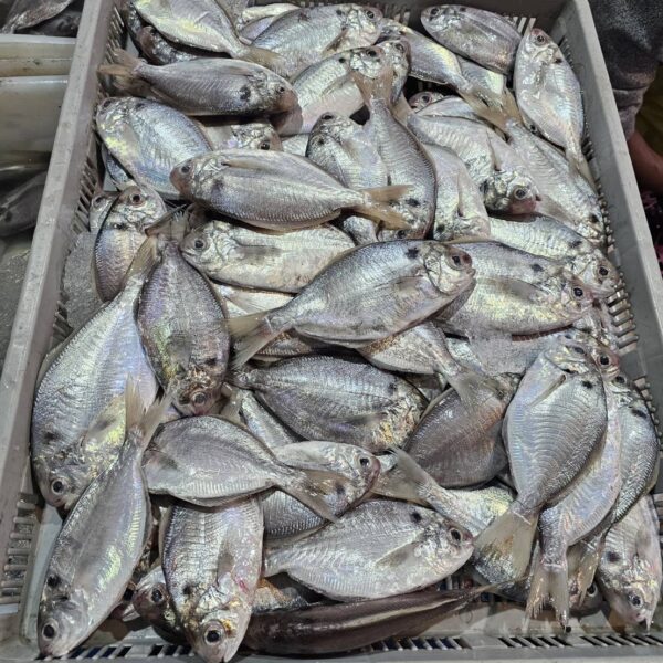S__63406325_0 澎湖 野生大肉魚 香煎美味十足