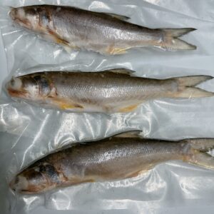 澎湖 野生午仔魚 清蒸鮮美、香煎美味十足