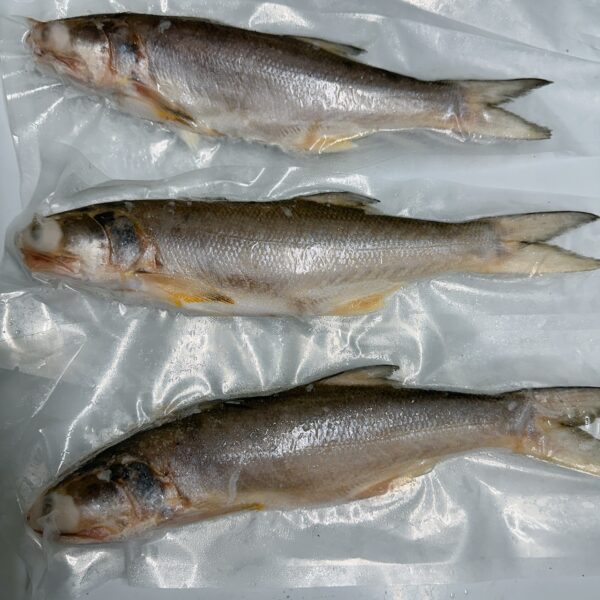 澎湖 野生午仔魚 清蒸鮮美、香煎美味十足