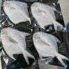 S__67739719_0 澎湖野生白鯧魚 鮮美滋味 入口即化
