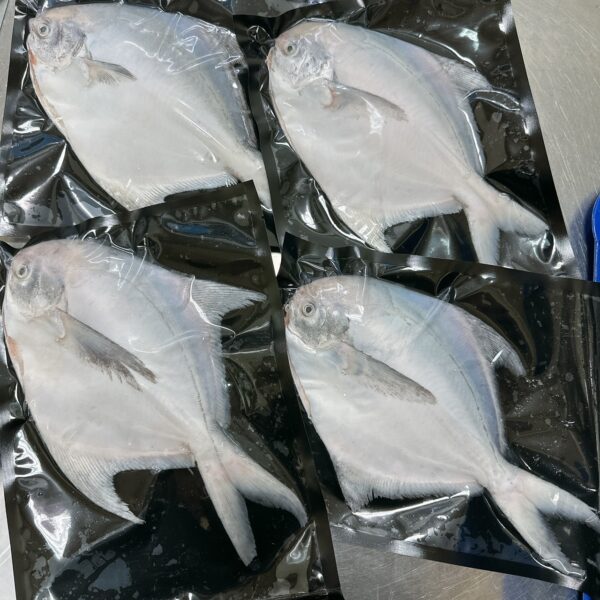 S__67739719_0 澎湖野生白鯧魚 鮮美滋味 入口即化