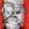 S__67739720_0 澎湖野生白鯧魚 鮮美滋味 入口即化