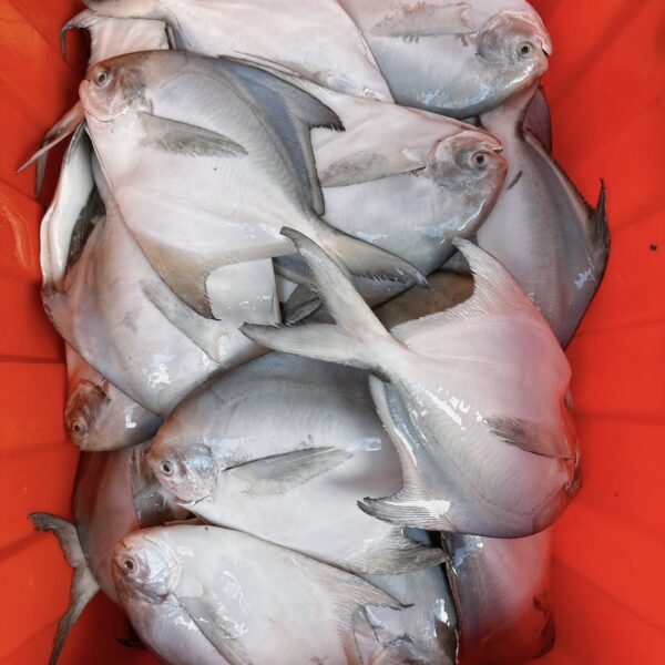 S__67739720_0 澎湖野生白鯧魚 鮮美滋味 入口即化