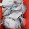 S__67739721_0 澎湖野生白鯧魚 鮮美滋味 入口即化