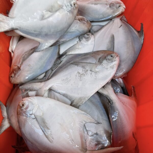 S__67739721_0 澎湖野生白鯧魚 鮮美滋味 入口即化