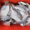 S__67739722_0 澎湖野生白鯧魚 鮮美滋味 入口即化