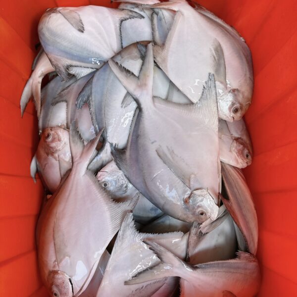S__67739723_0 澎湖野生白鯧魚 鮮美滋味 入口即化