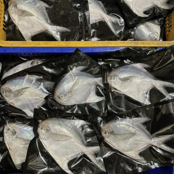 S__67739724_0 澎湖野生白鯧魚 鮮美滋味 入口即化