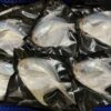 S__67739726_0 澎湖野生白鯧魚 鮮美滋味 入口即化