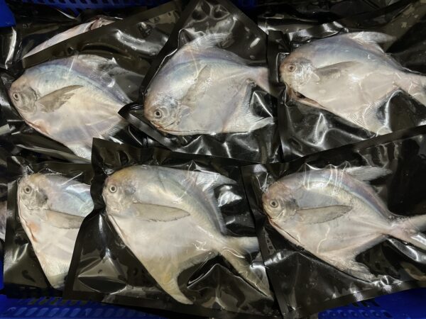 S__67739726_0 澎湖野生白鯧魚 鮮美滋味 入口即化