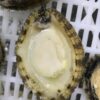 S__71762051_0 活凍帶殼鮑魚 鮮脆口感 美味享受