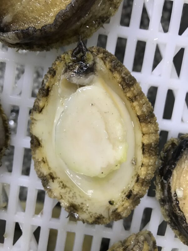 S__71762051_0 活凍帶殼鮑魚 鮮脆口感 美味享受