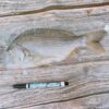 S__9609278 澎湖海釣邦頭魚(黃錫鯛魚) 肉質鮮甜
