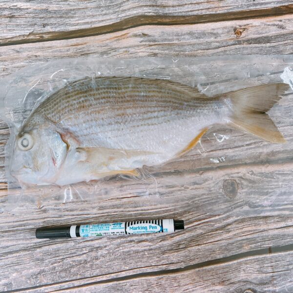 S__9609278 澎湖海釣邦頭魚(黃錫鯛魚) 肉質鮮甜