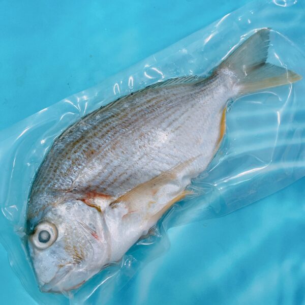 S__9633809 澎湖海釣邦頭魚(黃錫鯛魚) 肉質鮮甜
