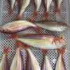 野生金線魚 老饕必吃 肉質紮實又鮮甜