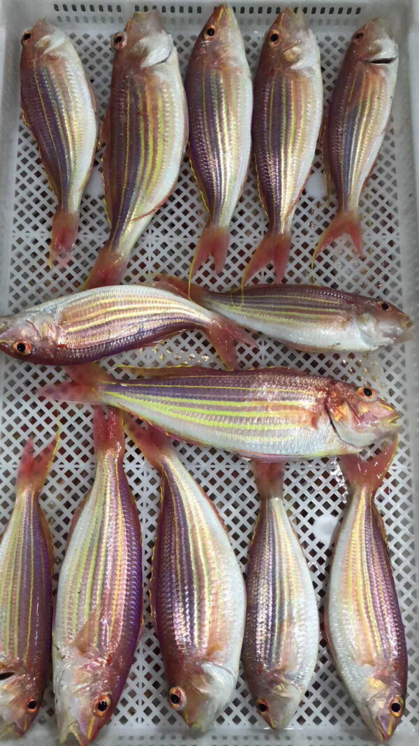 野生金線魚 老饕必吃 肉質紮實又鮮甜