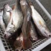 pg279q-225l 野生白口魚 細緻美味 頂級享受