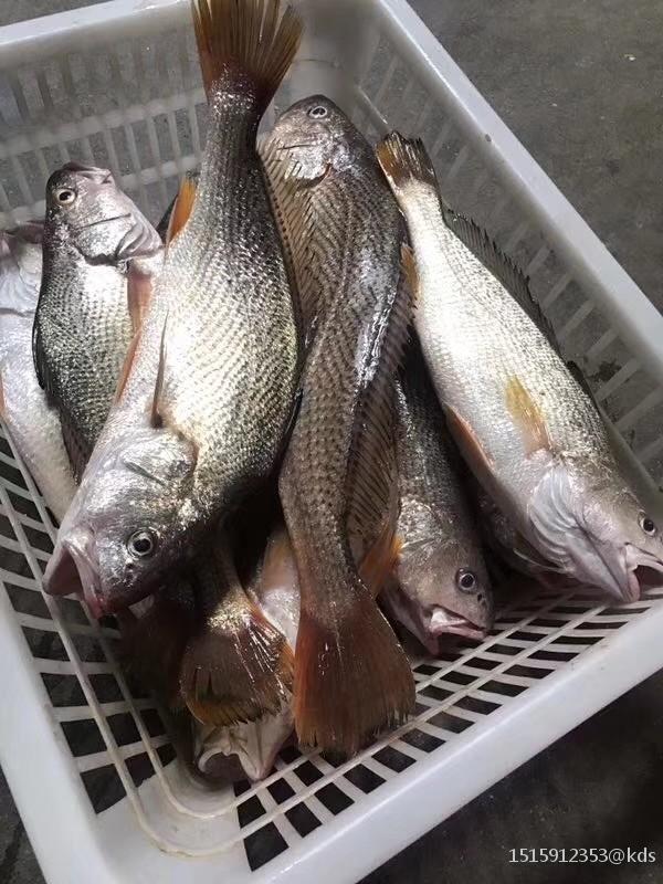 pg279q-225l 野生白口魚 細緻美味 頂級享受
