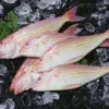 野生金線魚 老饕必吃 肉質紮實又鮮甜