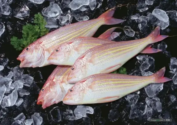 野生金線魚 老饕必吃 肉質紮實又鮮甜
