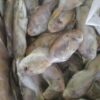 大陸肉魚2 澎湖 野生大肉魚 香煎美味十足