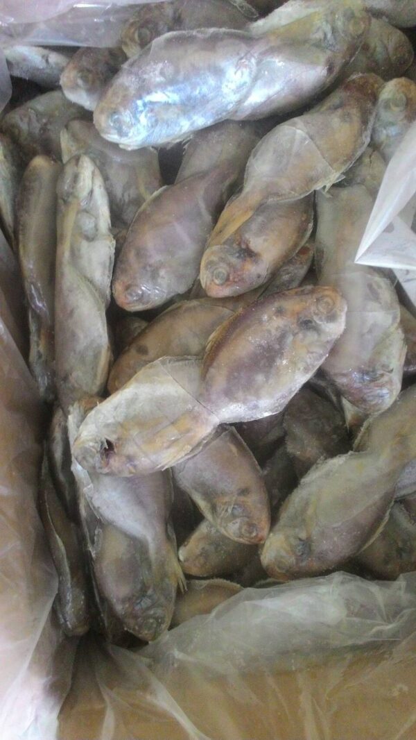 大陸肉魚2 澎湖 野生大肉魚 香煎美味十足