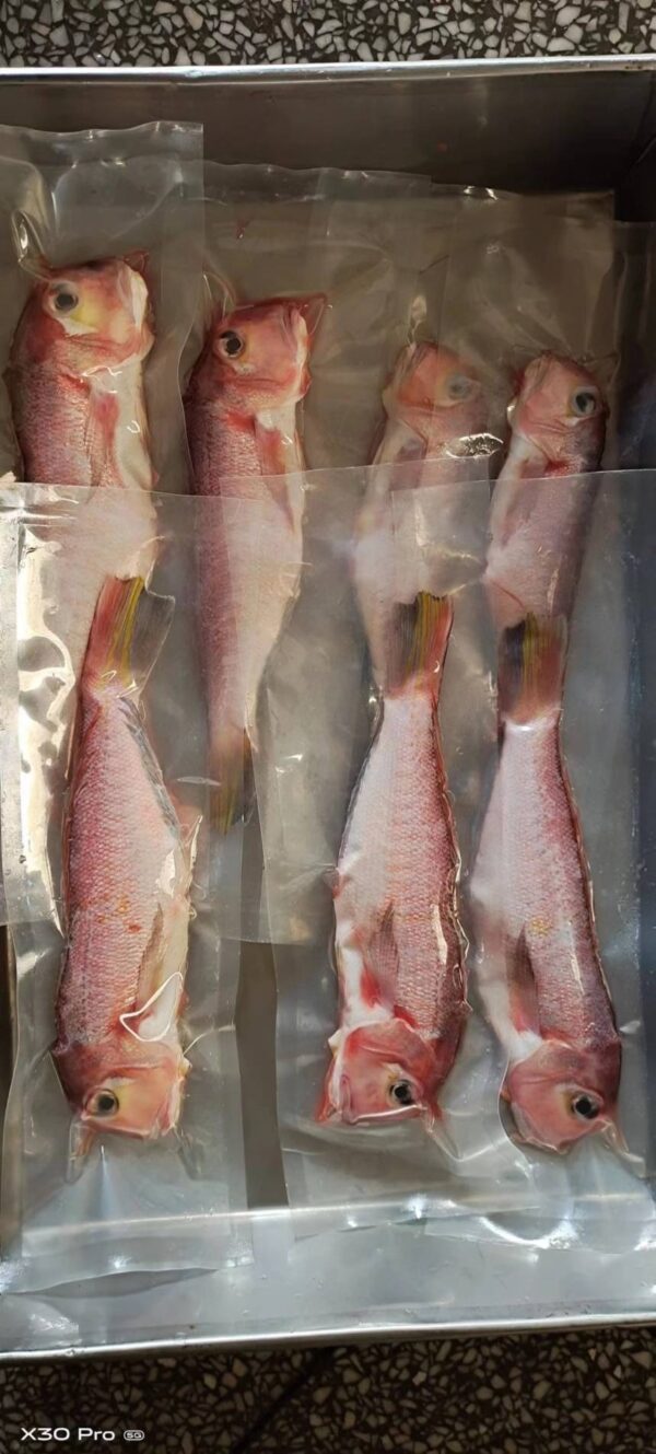 (真空)紅馬頭 野生馬頭魚 肉嫩甘甜