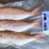 野生金線魚 老饕必吃 肉質紮實又鮮甜