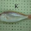 野生金線魚 老饕必吃 肉質紮實又鮮甜