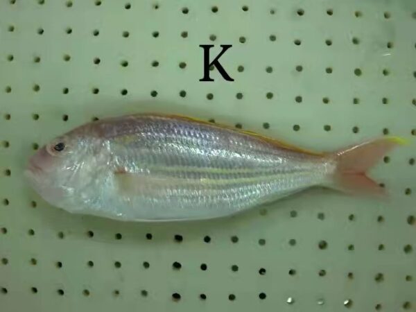 野生金線魚 老饕必吃 肉質紮實又鮮甜