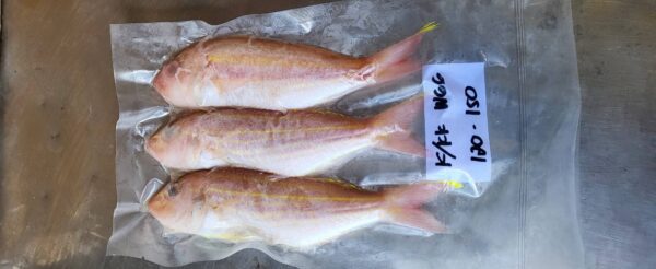 野生金線魚 老饕必吃 肉質紮實又鮮甜